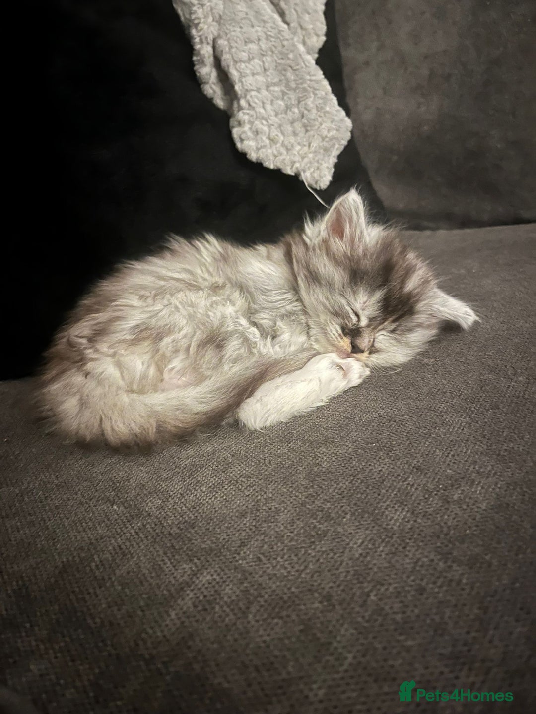 Maine Coon cats for sale: Half Maine coon kitten - Advert 7