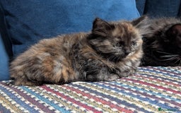 Ragdoll cats for sale: Ragdoll X ready to go! - Image 10