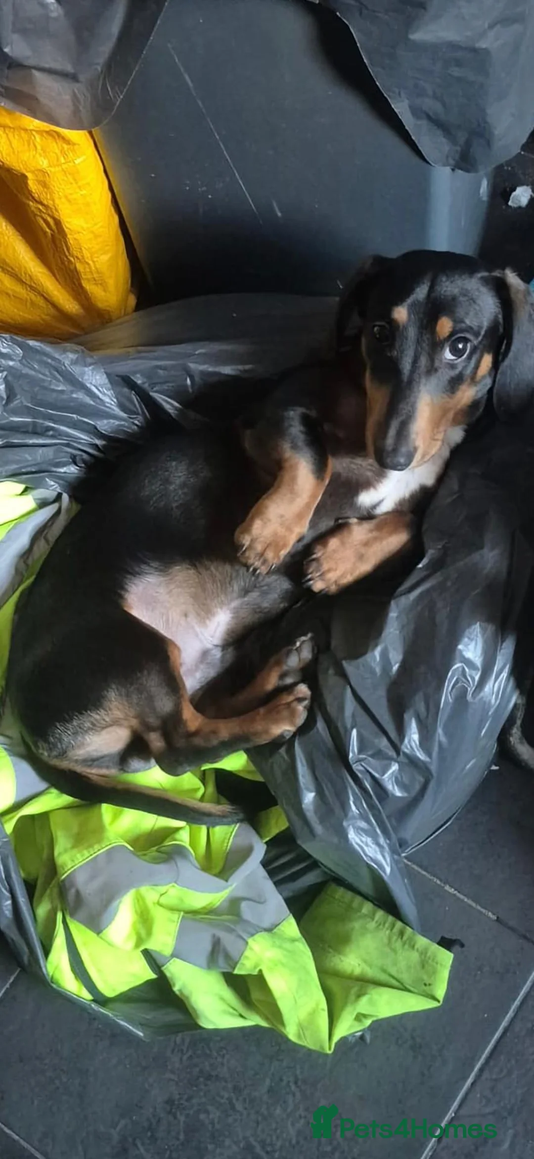Dachshund dogs for sale: Dachhund in Doncaster - Advert 3