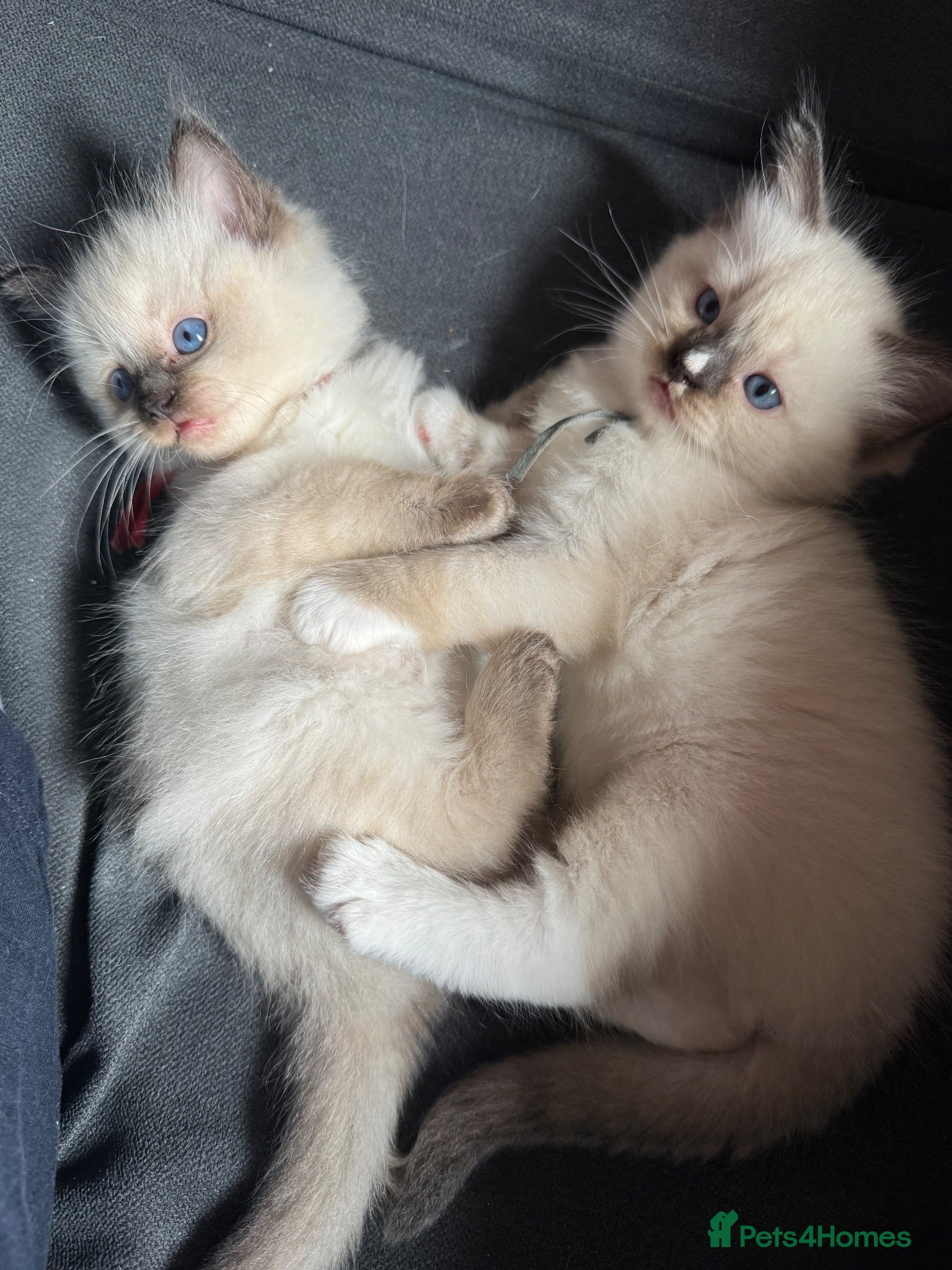 Ragdoll cats 3 Ragdoll kittens  - Advert 16