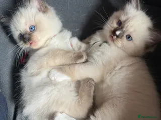 Ragdoll cats 3 Ragdoll kittens - Advert 4