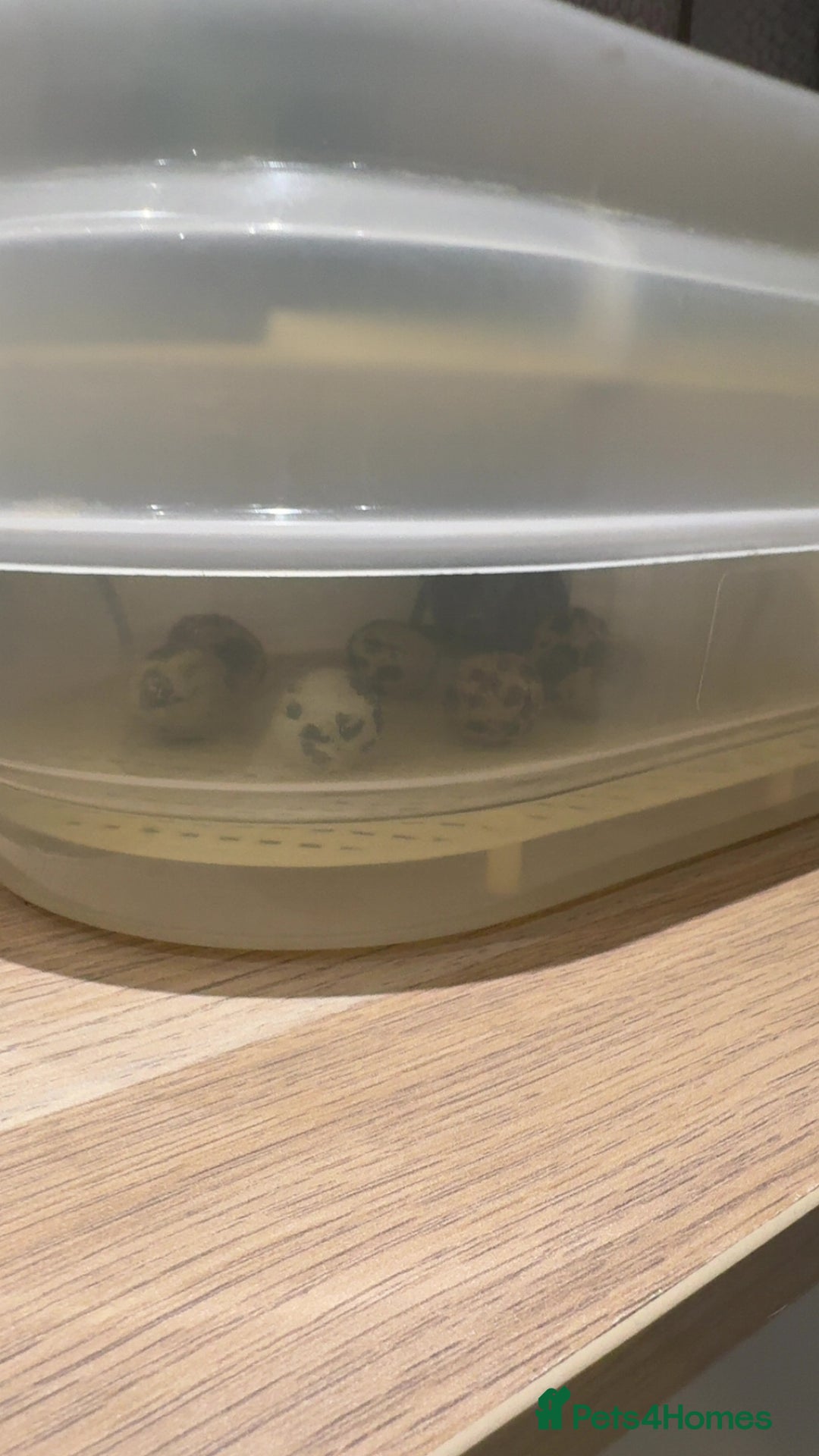 Quail poultry for sale: Newborn baby quails for sale soon - Advert 1