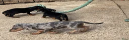 Miniature Dachshund dogs for sale: Miniature dachshunds - Advert 29