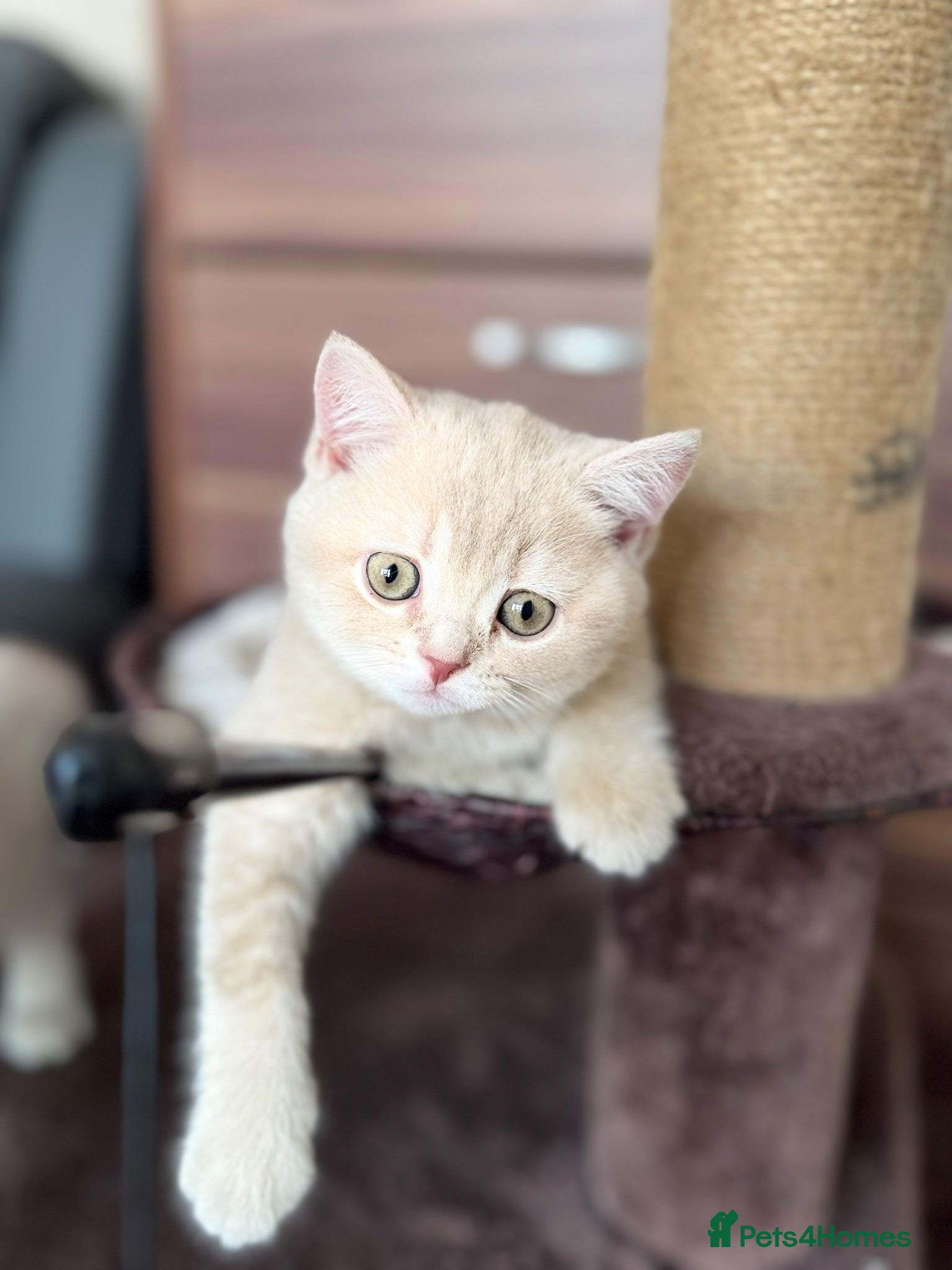 British Shorthair cats 👑 GCCF BSH Blue Golden Tipped Girl 👑 - Advert 17