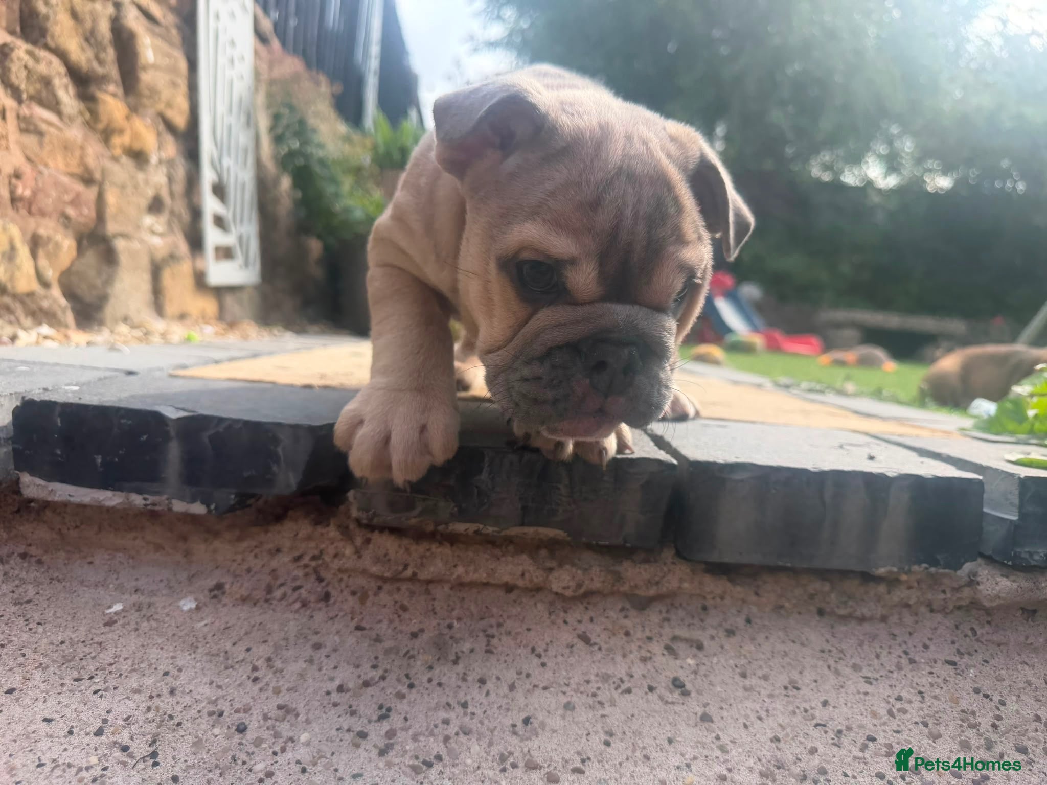 English Bulldog dogs Reduced English bulldogs - Advert 2