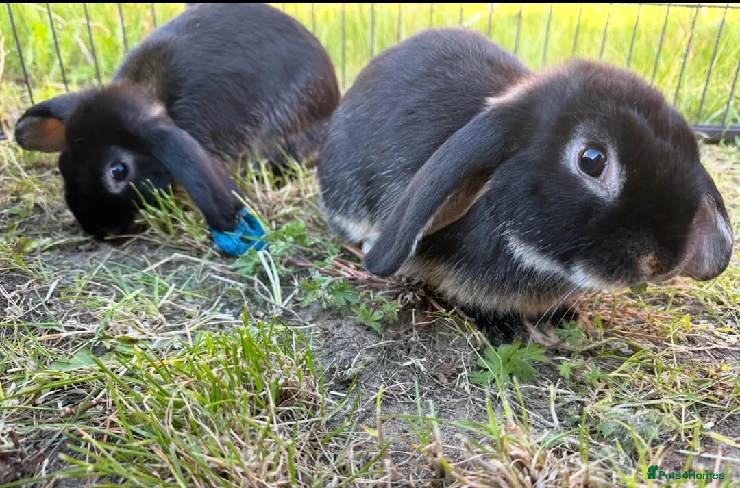 Mixed Breed rabbits for sale: Two male rabbits  - Advert 1
