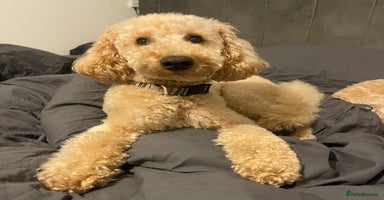 Miniature Poodle dogs in Dronfield - Advert 13