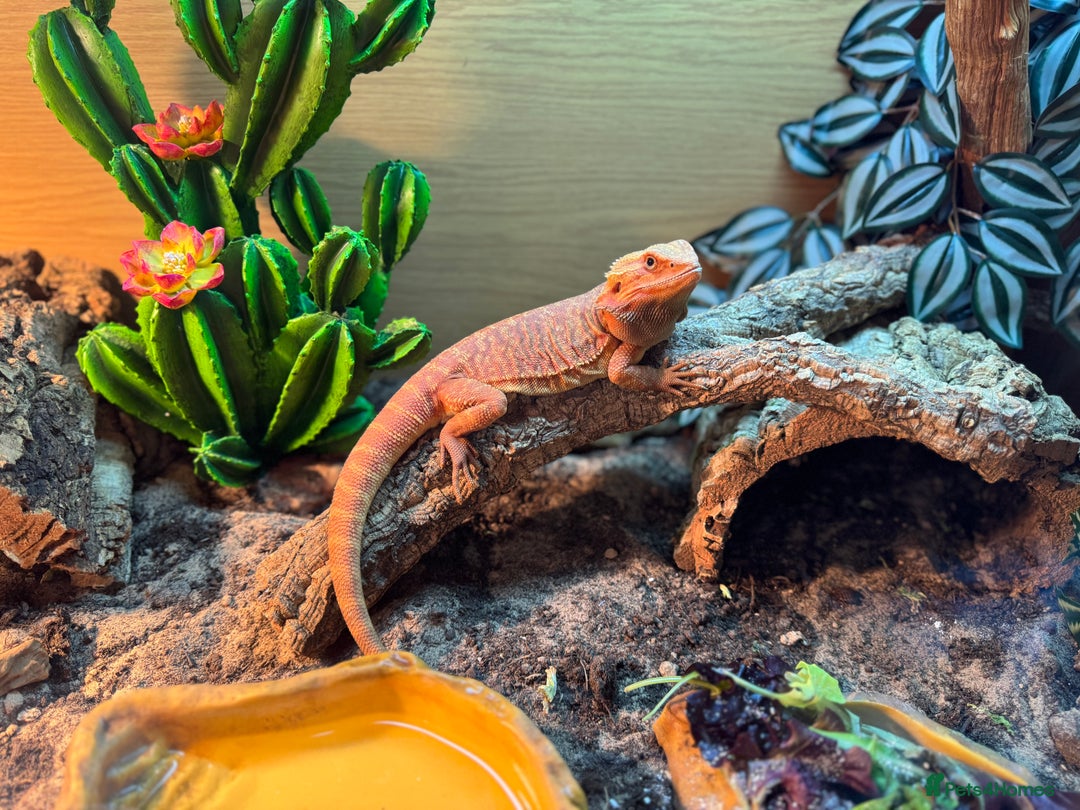 Bearded Dragon reptiles for sale: Bearded Dragon with full set up  - Image 9