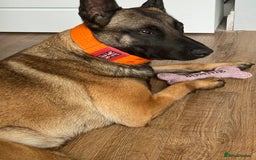 Belgian Shepherd Dog dogs for sale: Belgrum malinois for sale - Image 4