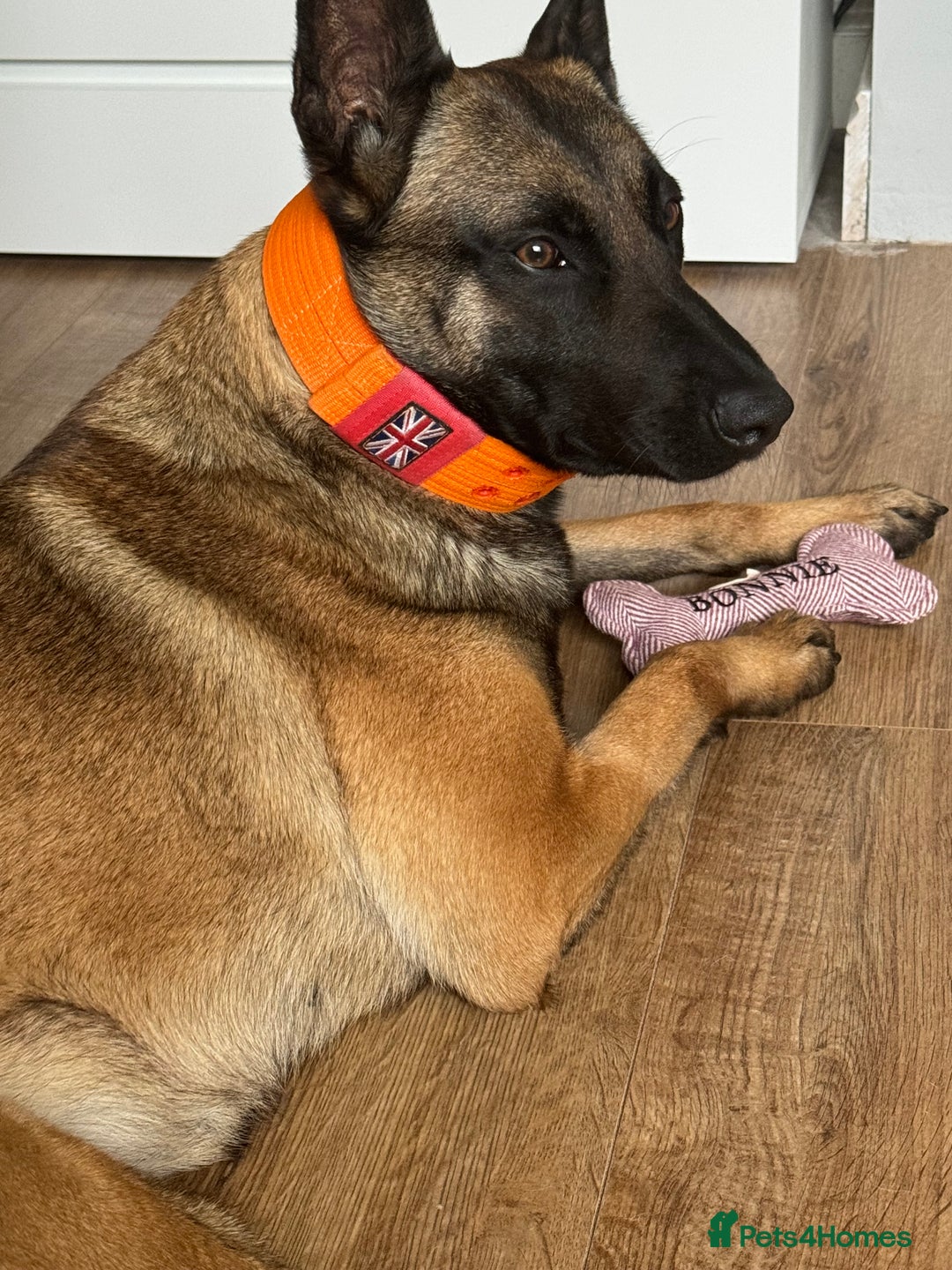 Belgian Shepherd Dog dogs for sale: Belgrum malinois for sale - Image 4