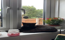 Mixed Breed cats for sale: 7 month old male  - Image 1