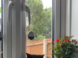 Mixed Breed cats for sale - Advert 1