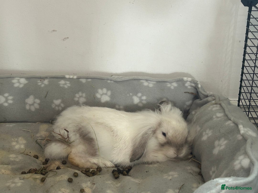 Lionhead rabbits for sale: Neutered lionhead lop rabbits - Advert 7