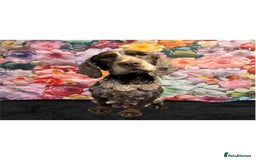 Cockapoo dogs for sale: F1 cockapoo puppies  - Image 2