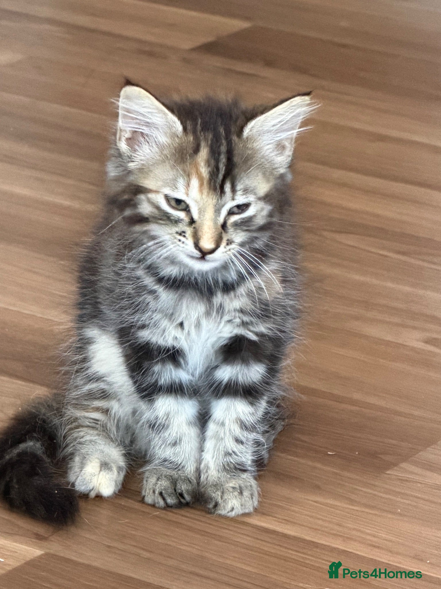 Norwegian Forest Cat cats Ready to leave now  - Advert 18