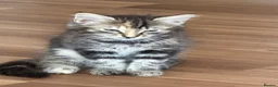 Norwegian Forest Cat cats for sale: Ready to leave now  - Advert 1