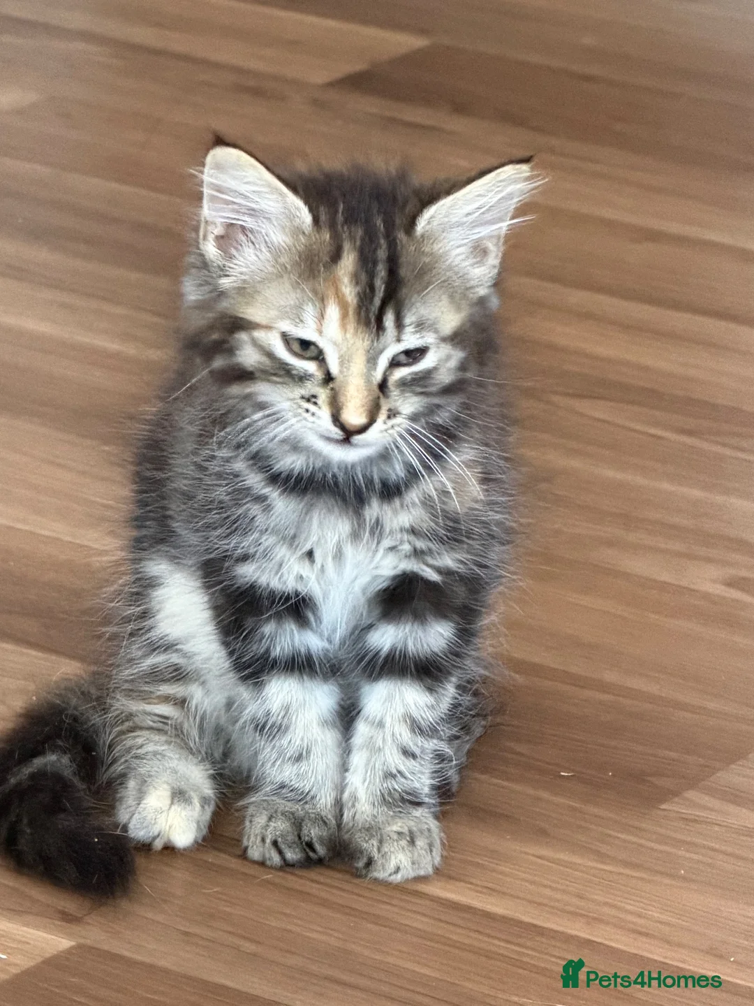 Norwegian Forest Cat cats for sale: Ready to leave now  - Advert 1
