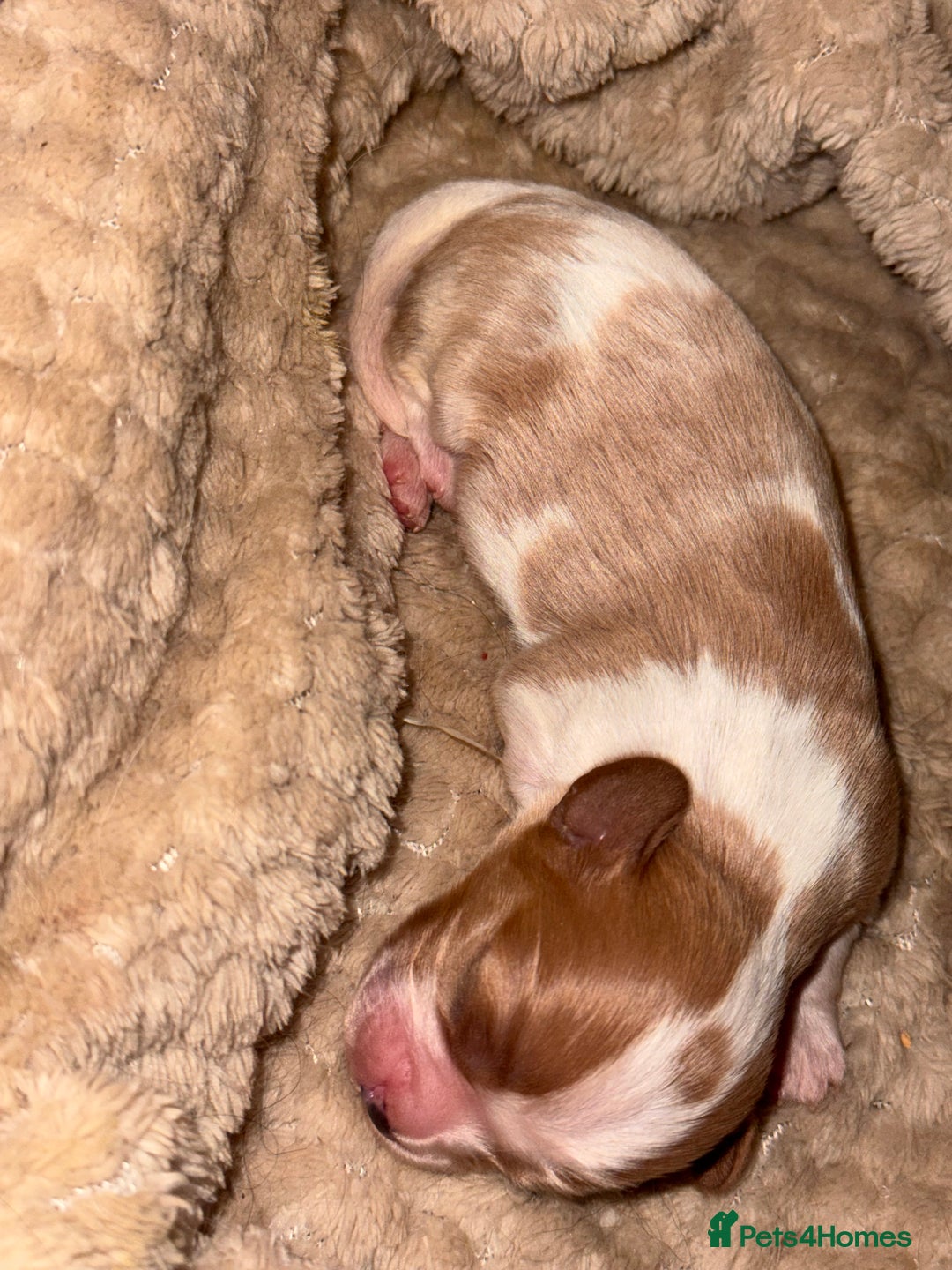 Cavalier King Charles Spaniel dogs for sale: Beautiful pups DNA HEALTH TESTED parents  - Advert 11