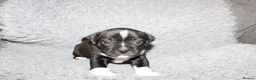 Staffordshire Bull Terrier dogs for sale: Kc registered Staffordshire bull terrier pups - Advert 5