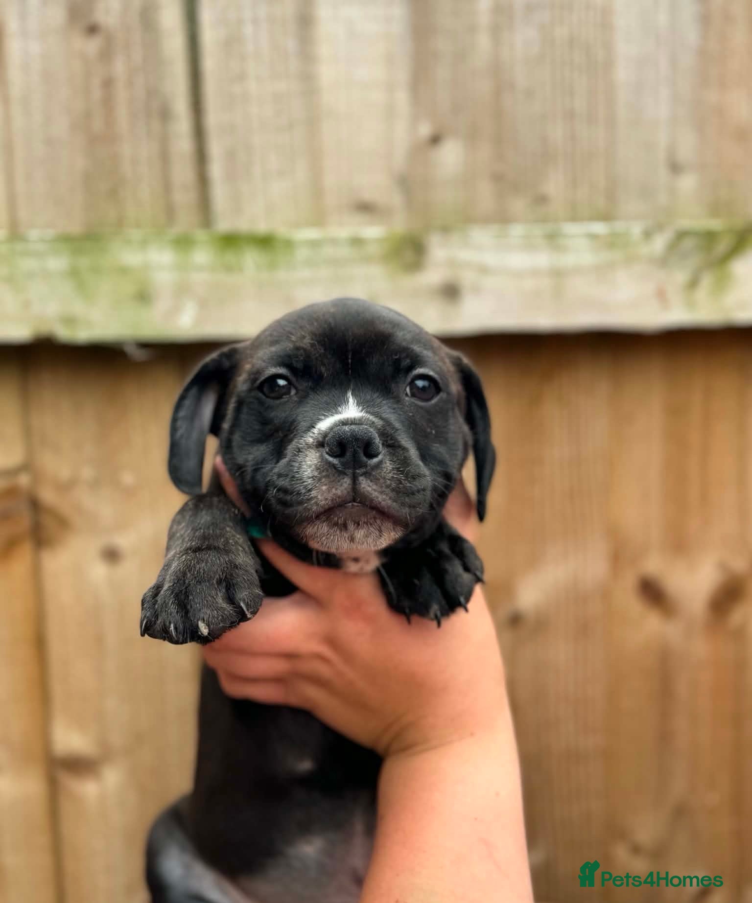 Staffordshire Bull Terrier dogs READY NOW KC Staffordshire Bull Terrier - Advert 5