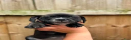 Staffordshire Bull Terrier dogs for sale: READY NOW KC Staffordshire Bull Terrier - Advert 10