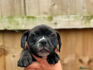 Staffordshire Bull Terrier dogs READY NOW KC Staffordshire Bull Terrier - Advert 5