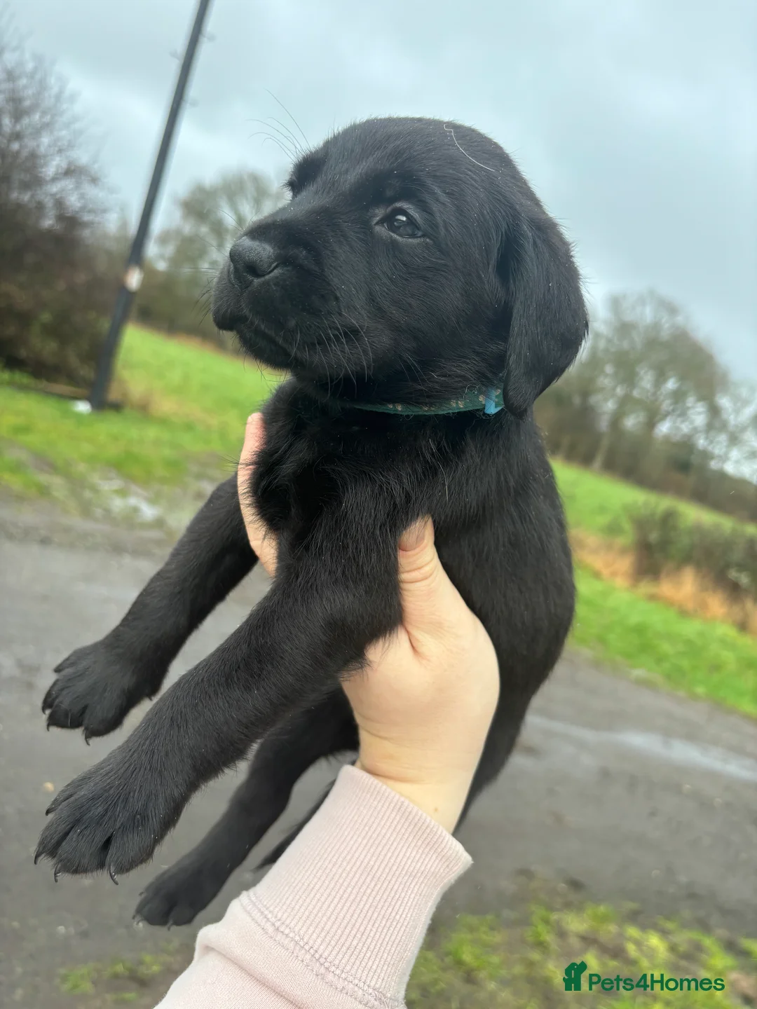Labrador Retriever dogs for sale: Lovely litter of KC registered working labradors - Advert 6
