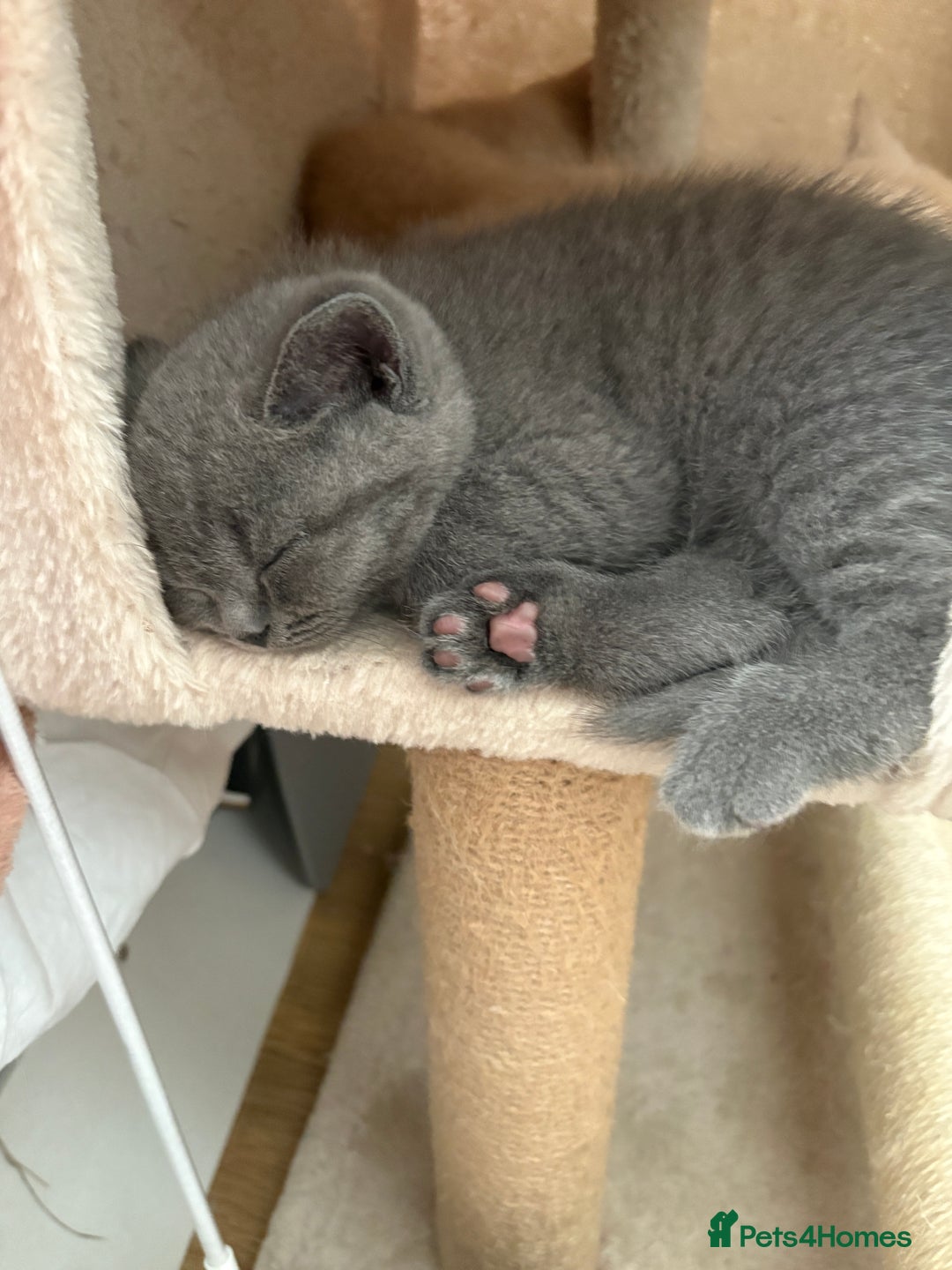 British Shorthair cats for sale: British Shorthair kittens – home raised  - Advert 3