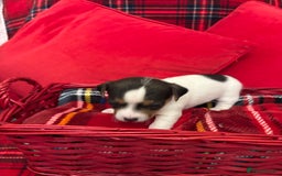 Jack Russell dogs for sale: Miniature Jack russel  - Advert 6