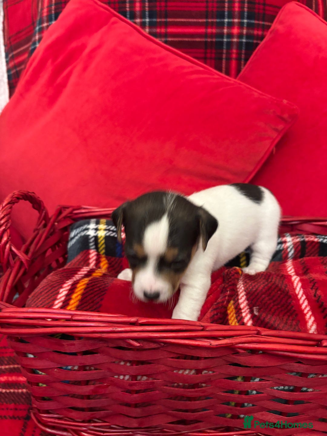 Jack Russell dogs for sale: Miniature Jack russel  - Advert 6