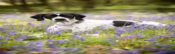 Pointer dogs for sale: 🩵🩵 English Pointer 🩵🩵 - Advert 4