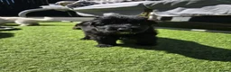 German Shepherd dogs for sale: This is a presale post for now  - Advert 12