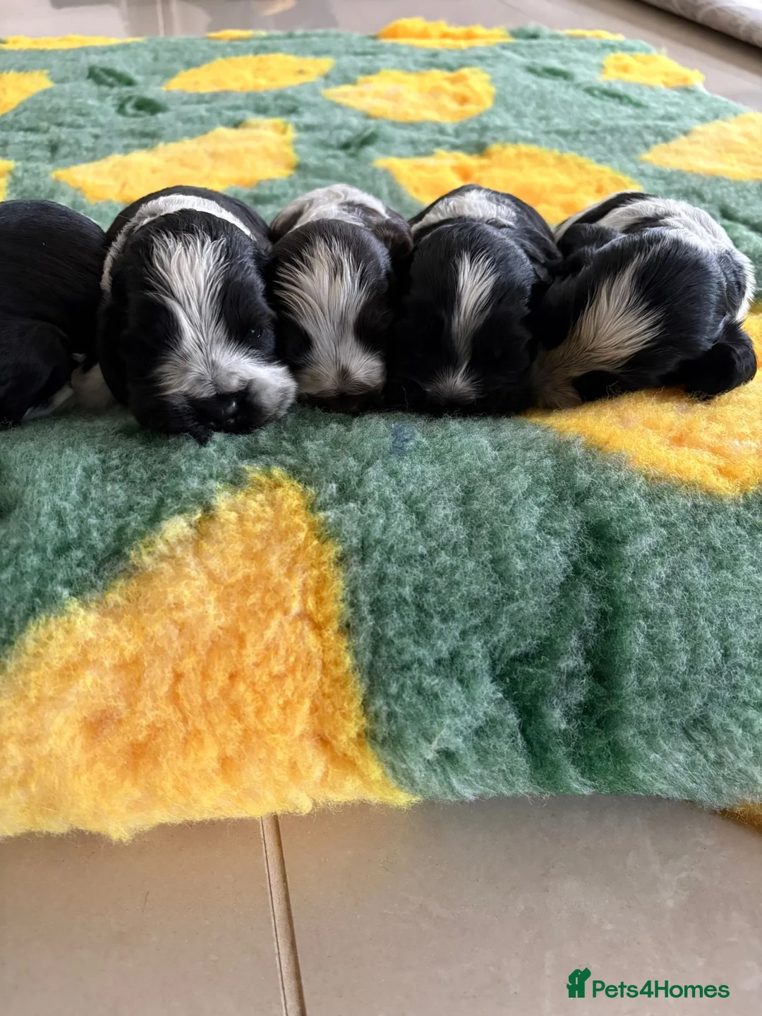 Cocker Spaniel dogs for sale: Kc reg show cocker spaniels fully health tested  - Advert 14