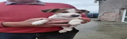 Jack Russell dogs for sale: Jackrussell  - Advert 3