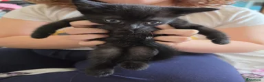 Domestic Shorthair 4