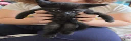 Domestic Shorthair cats for sale: 4 gorgeous black kittens with white patches. - Advert 5