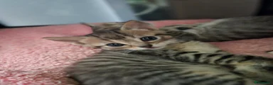 Mixed Breed Kitten 2