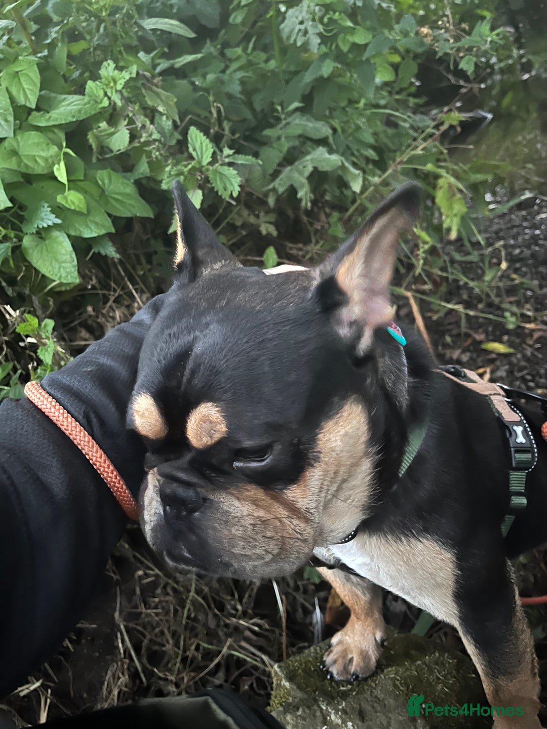 Mixed Breed dogs for sale: Koda the French/English bulldog cross - Image 7