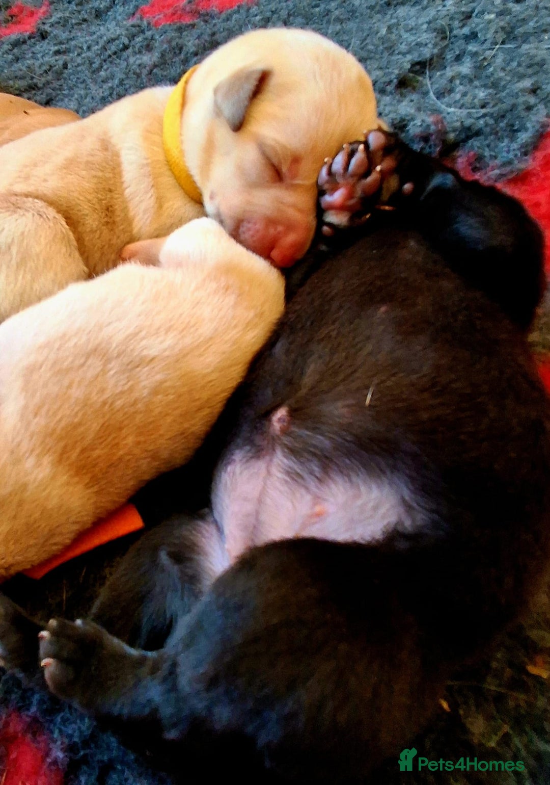 Labrador Retriever dogs for sale: Labrador Retriever Puppies (FIVE remaining) - Advert 19