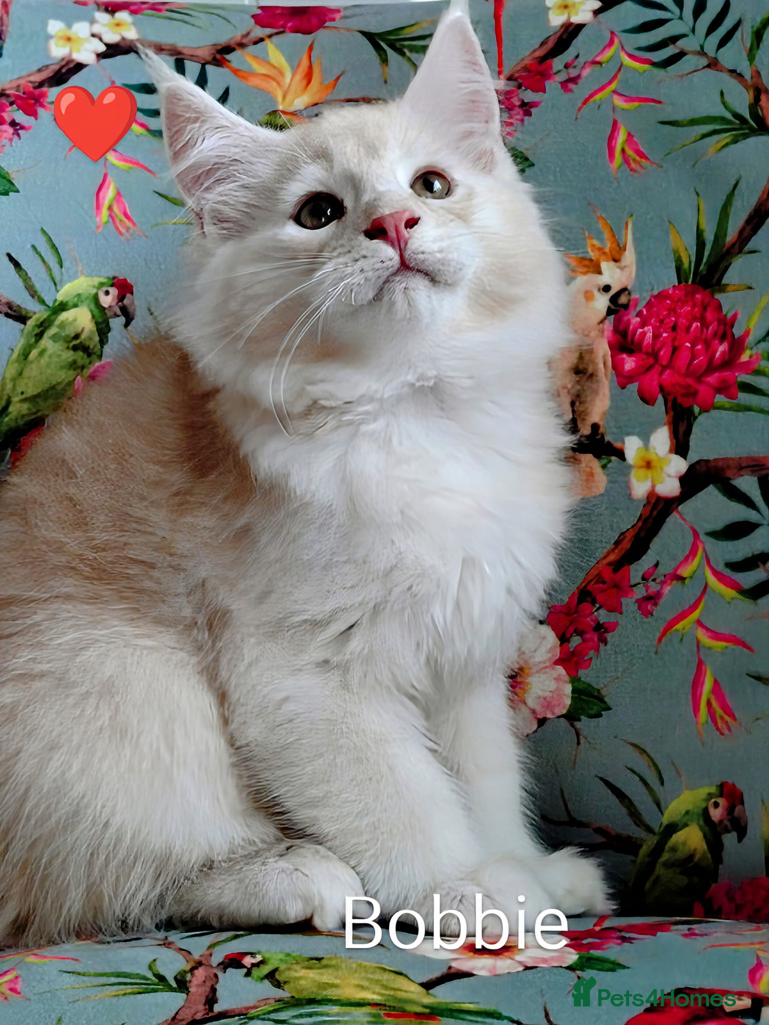 Maine Coon cats Maine coon boy kitten GCCF pedigree - Advert 5