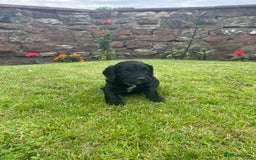 Cockapoo dogs for sale: Miniature Cockapoos  - Image 19