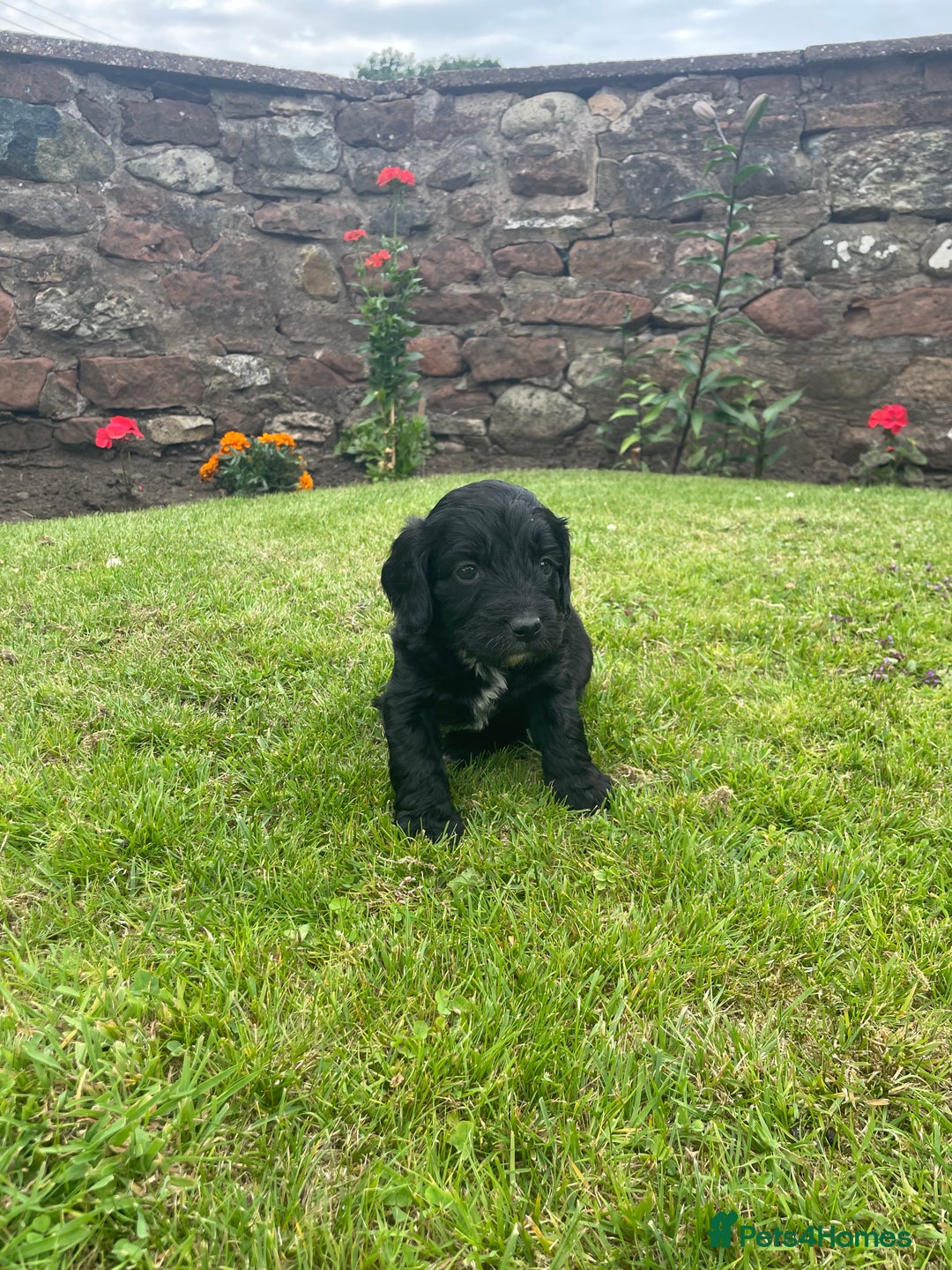 Cockapoo dogs for sale: Miniature Cockapoos  - Image 19