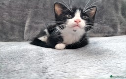 Mixed Breed cats for sale: 3 beautiful tux and black kittens for sale  - Image 5