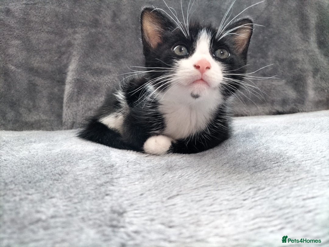 Mixed Breed cats for sale: 3 beautiful tux and black kittens for sale  - Image 5