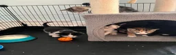 Mixed Breed cats for sale: 5 adorable kittens  - Advert 9