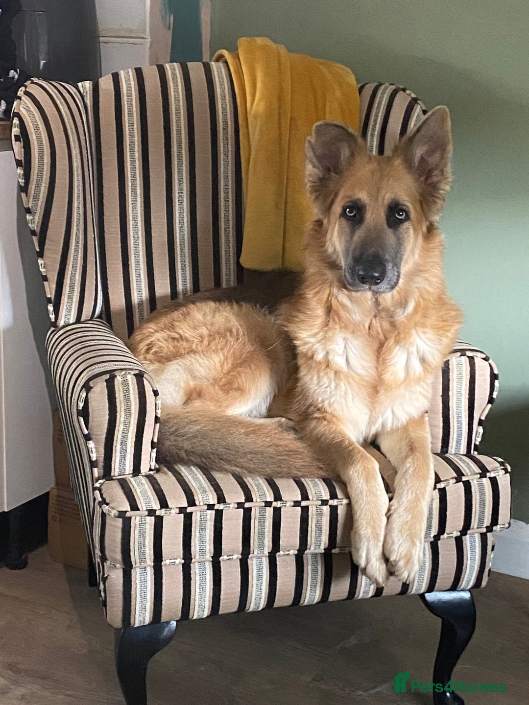 German Shepherd dogs for sale: 5* home needed - Advert 1