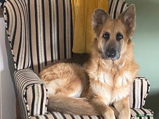 German Shepherd dogs 5* home needed - Advert 11