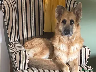German Shepherd dogs 5* home needed - Advert 14