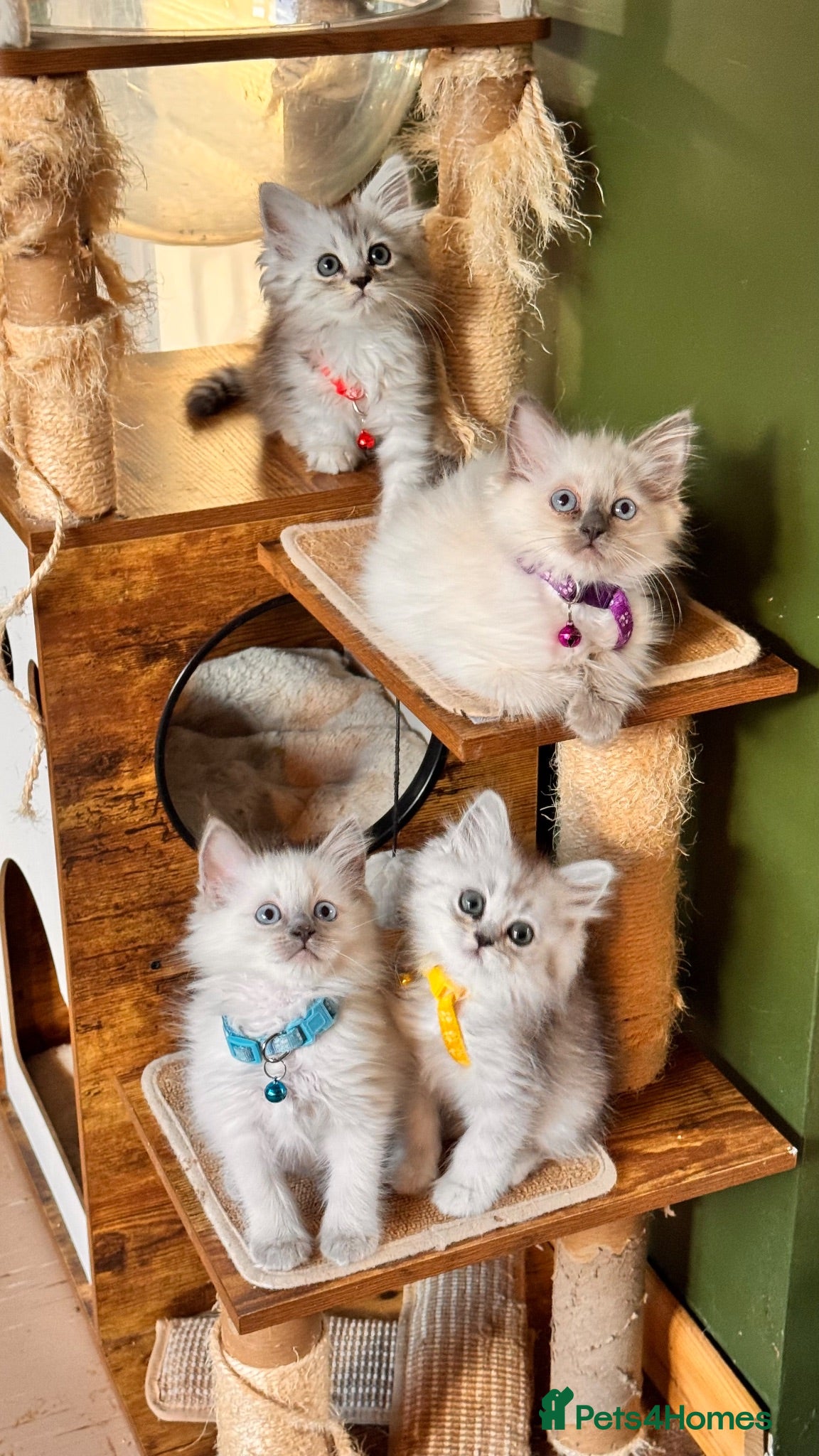 Ragdoll cats ⭐️NOW READY TO LEAVE ⭐️ Gorgeous ragdoll babies  - Advert 1