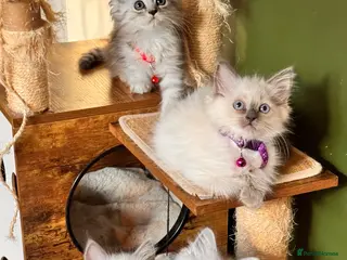 Ragdoll cats ⭐️NOW READY TO LEAVE ⭐️ Gorgeous ragdoll babies - Advert 1